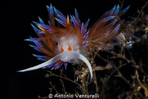 Cratena nudibranch. A Cratena leaps to reach another twig... by Antonio Venturelli 